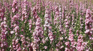 Vegetable fresh - wholesaling, washing or packing: Larkspur Light Pink Tomtit Farm