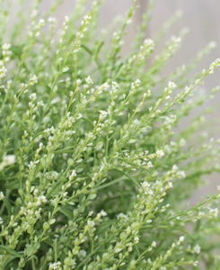 Vegetable fresh - wholesaling, washing or packing: Persian Cress Tomtit Farm