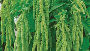 Vegetable fresh - wholesaling, washing or packing: Amaranthus - Emerald Tassels Tomtit Farm