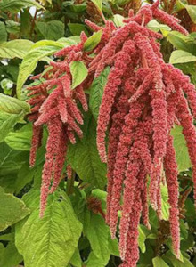 Amaranth Coral Fountain Tomtit Farm