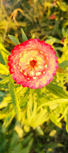 Vegetable fresh - wholesaling, washing or packing: Strawflower - Mix Tomtit Farm