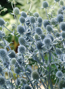 Sea Holly Tomtit Farm