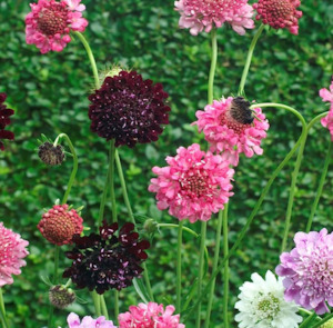 Vegetable fresh - wholesaling, washing or packing: Scabiosa Mix - Berries Tomtit Farm