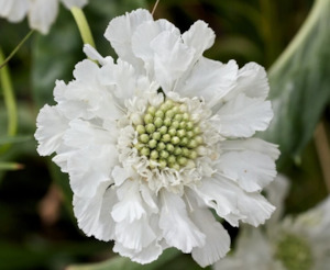 Scabiosa White Tomtit Farm