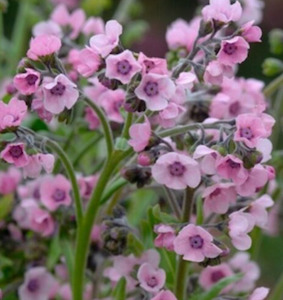 Forget Me Not - Mystery Rose Tomtit Farm