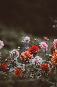 Dahlia Mix Tomtit Farm