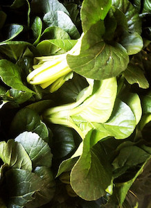 Vegetable fresh - wholesaling, washing or packing: Pak Choi Tomtit Farm