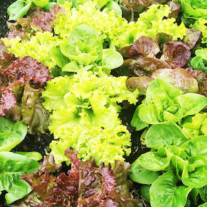 Vegetable fresh - wholesaling, washing or packing: Lettuce Mix Tomtit Farm