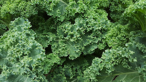 Kale Squire Tomtit Farm