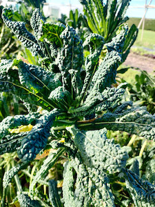 Kale Cavolo Nero Tomtit Farm