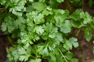 Coriander Tomtit Farm