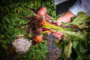 Beetroot - Colour Mix Tomtit Farm