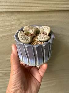 Nursery (flower, shrubs, ornamental trees): Lithops