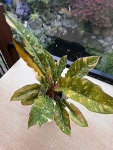 Philodendron Ring of Fire - Discounted/Introductory Price