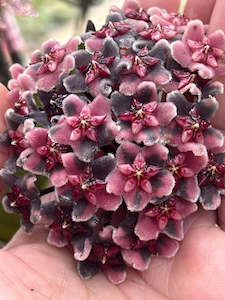 Nursery (flower, shrubs, ornamental trees): Hoya seeds