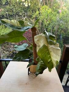 Philodendron Jose Buono - Introductory Price