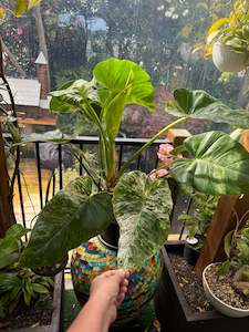 Philodendron Giganteum Blizzard- Discounted/Introductory Price