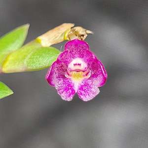 Orchid - Dendrobium rosellum