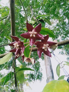 Nursery (flower, shrubs, ornamental trees): Hoya imperialis Red