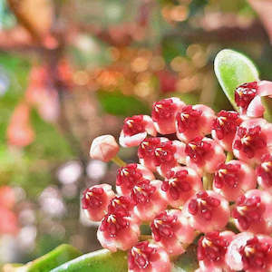 Nursery (flower, shrubs, ornamental trees): Hoya wayetii/kentiana (Variegated)