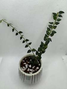 Nursery (flower, shrubs, ornamental trees): Hoya chinchungensis - Rare