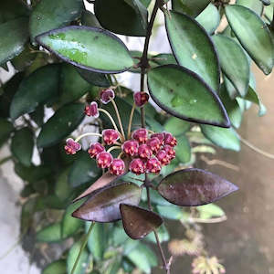 Nursery (flower, shrubs, ornamental trees): Hoya ‘Rosita'