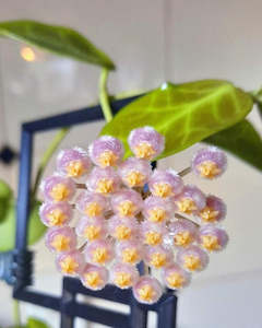 Nursery (flower, shrubs, ornamental trees): Hoya lacunosa (aff.-Hybrid)