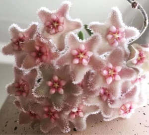 Nursery (flower, shrubs, ornamental trees): Pink Serpens or Hoya serpens (Chimeric)