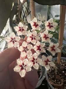 Hoya flagellata (Pink)