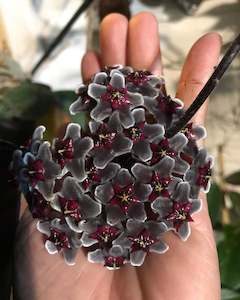 Hoya pubicalyx ‘Red Buttons’