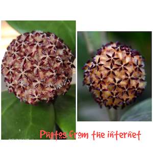 Nursery (flower, shrubs, ornamental trees): Hoya mindorensis PG12, Rare