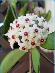 Nursery (flower, shrubs, ornamental trees): Hoya carnosa (Alba/White)