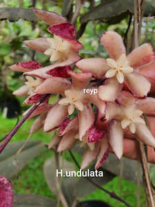 Nursery (flower, shrubs, ornamental trees): Hoya undulata - Rare