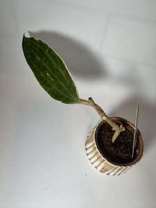 Hoya latifolia (Outer variegated)