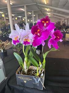 Orchid - Cattleya -Lc. Ballet Folklorico ‘Eloquence’