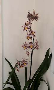 Nursery (flower, shrubs, ornamental trees): Orchid - Oncidium Habibi ‘Pacific Pleasure’