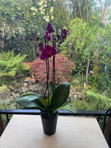 Orchid-Phalaenopsis Orchids or Moth Orchids