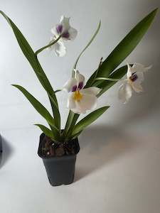 Orchid-Miltoniopsis Mps. Herralexandre