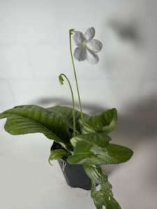 Streptocarpus/Cape primrose - White