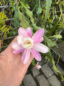 Epiphyllum German Empress