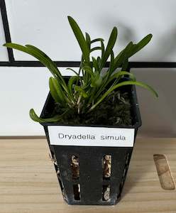 Orchid- Dryadella simula