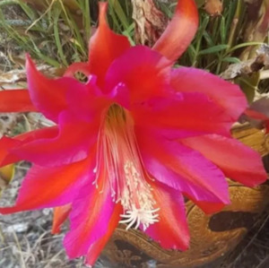 Epiphyllum-Conway's Giant