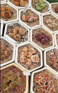 Ceramic Pots - for Lithops