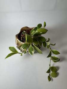 Hoya heuschkeliana (Outer variegated)