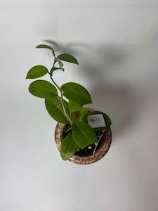 Nursery (flower, shrubs, ornamental trees): Hoya dasyantha x Hoya obovata