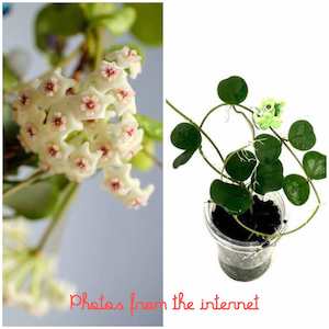 Nursery (flower, shrubs, ornamental trees): Hoya obcordata,  Very Rare