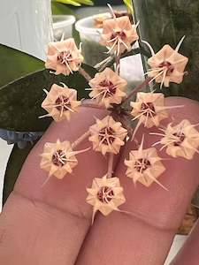 Hoya flagellata Gold