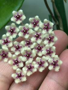 Nursery (flower, shrubs, ornamental trees): Hoya phuwaensis