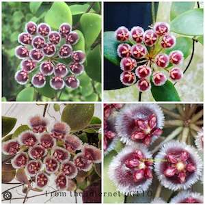 Nursery (flower, shrubs, ornamental trees): Hoya isabelchanae, Very rare