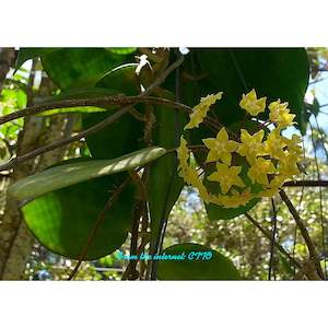 Nursery (flower, shrubs, ornamental trees): Hoya alwitriana, Very Rare # 3